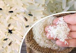 Cara ini cukup ampuh karena kutu tidak menyukai suhu panas sehingga menjemurnya di tengah terik sinar matahari dapat membuatnya pergi. 9 Tips Cara Hilangkan Kutu Beras Dengan Berkesan