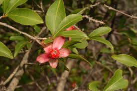 Image result for Ochna pulchra