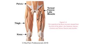 It should be noted that there are many more muscles in the body that are not addressed by this muscle anatomy diagram, however the muscles that are of primary interest from a fitness. Hip Pain Explained Including Structures Anatomy Of The Hip And Pelvis