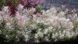 Image result for Ludwigia