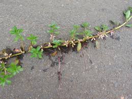 Image result for Ludwigia adscendens