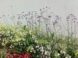 Verbene Pflanze Verbena Bonariensis Staude Hohes Eisenkraut Verbenen Pflege Pflanzen Garten Pflanzen Bienenfreundlicher Garten