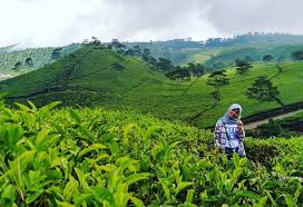 Check spelling or type a new query. Agrowisata Kaligua Tempat Wisata Tersembunyi Untuk Liburan Keluarga