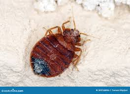 Image result for Cimex Lectularius L