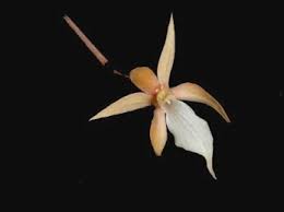 Image result for Aerangis collum-cygni