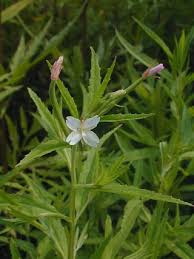 Image result for Epilobium