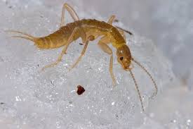 Lost Worlds Survive In Living Fossils Living Fossil Arthropods Animals