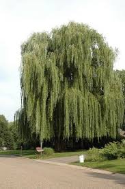 It is an artificial hybrid between s. 140 Salix Willow Ideas Salix Willow Plants