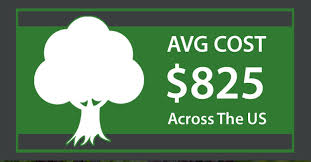 How much does it cost to trim a pine tree. How Much Does Tree Removal Cost Phoenix Trim A Tree Llc