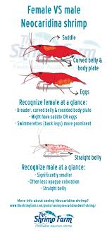 sexing neocaridina dwarf shrimp the shrimp farm