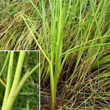 Image result for Juncaginaceae