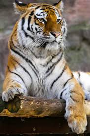 A Dangerous But Such A Beautiful Tiger Tiger Animals Big Cats Photography Cute Animals Tiger Pictures