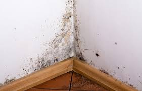 Alternative mold cleaners can be used including borax, tea tree oil, straight white vinegar, or quaternary disinfectants. Preventing Toxic Mold Syndrome Everdry Toledo