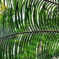 Image result for Zamiaceae