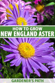 See more ideas about marthas vineyard, new england, flowers. How To Grow New England Aster Gardener S Path