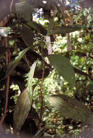 Image result for Corymborkis corymbis