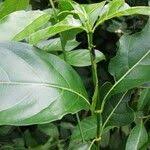 Image result for Tarenna pavettoides