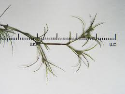 Image result for Najas