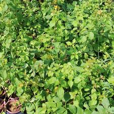 Image result for Tristellateia africana