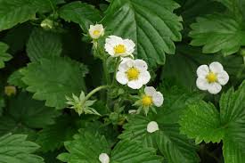Consensus coexpression network analysis identifies key regulators of flower and fruit development in wild strawberry. Fragaria Ananassa