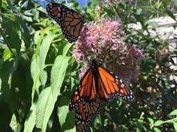 Check spelling or type a new query. Travel Southern Oregon A World Of Butterflies