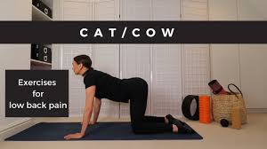 Generally used in conjunction with cow pose, cat pose is a wonderful way to keep the spine mobile and teach the back how many calories does cat pose burn? Cat Cow Exercises For Low Back Pain Youtube