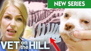 14 year old spaniel needs lifesaving surgery