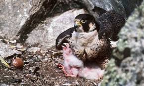 Female has rusty wings and back, narrow bands on tail. Birds Of Prey Alaska Nature And Science U S National Park Service