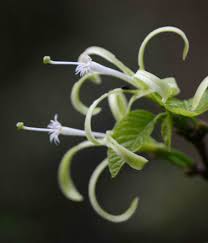 Image result for Turraea floribunda