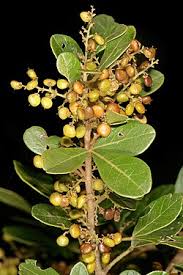 Image result for Searsia acuminatissima