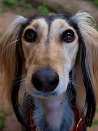 Bella Saluki Dogs Beautiful Dogs Dogs