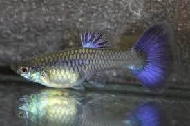 Welcome To The World Of Modern Guppy Breeding Fresh Water Fish Tank Guppy Fish Guppy