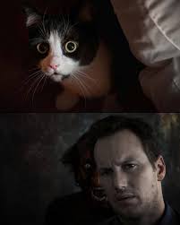 Why does my cat keep staring at me?