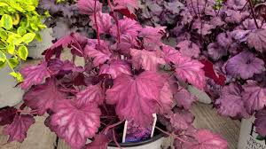 Heuchera Primo Wild Rose And Primo Black Pearl Coral Bells Bright Foliage Plants Youtube Excellent edgers, they also feature dainty flowers held aloft on airy stems. heuchera primo wild rose and primo black pearl coral bells bright foliage plants