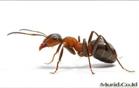 Apa yang anda ketahui tentang arthropoda? Arthropoda Pengertian Ciri Struktur Tubuh Klasifikasi Murid Co Id