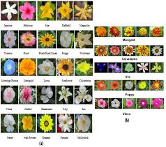 The sepals, collectively called the calyx, help to protect the unopened bud. Texture Features And Knn In Classification Of Flower Images Semantic Scholar