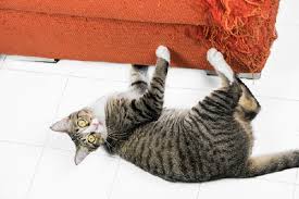 In case of discomfort, cats will scratch more, and this can become an issue if this happens on your walls, doors of furniture! How To Stop Cats From Scratching Furniture Catster