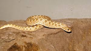 Although it is more common that it will flatten its head, some individuals may puff up, filling the throat with air. Western Hognose Snake Elmwood Park Zoo