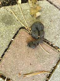 Igel durch LosungKot erkennen | Gartenforum ⇒ Stelle eine Frage in der  Community