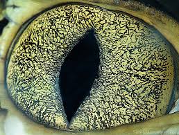 These colourful pictures show the intricate differences and delicate detail of a variety of animal gecko eye. These Extreme Close Up Photos Of Animal Eyes Will Blow You Away