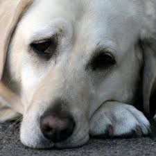 Pet Dog Has An Upset Stomach Terrific Tummy Tips