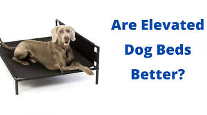 Verified purchasers note that even dogs. Are Elevated Dog Beds Better Than Others 5 Useful Benefits