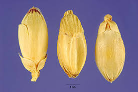 Image result for Urochloa brizantha