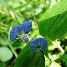 Image result for Commelina capitata