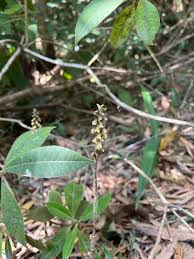 Image result for Orthochilus mechowii