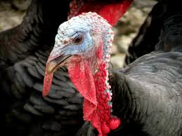 Wild Birds That Look Like Turkeys Turkeys Animals Wild Farm Animals Animals