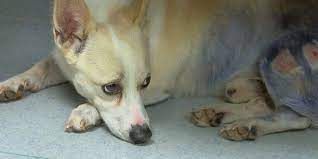 Vaccinations clinic in cincinnati, oh. Hart Cincinnati Rescues Corgi That May Have Been In Kentucky Dog Fighting Ring