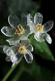 This Flower Turns Amazingly Transparent When Touched By Raindrops Unusual Flowers Rare Flowers Skeleton Flower Reproduction takes place within a flower( contains both male and fruit is also exclusive to flowering plants.