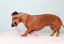 I'm sure you can modify these as needed. Valentine S Day Diy Flirt Pole Interactive Dog Toy Ammo The Dachshund