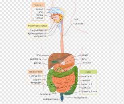 Doctors and medical instructors employ torso manikins to illustrate the complicated structure and functions of the internal organs. Human Digestive System Gastrointestinal Tract Digestion Diagram Human Body Gastrointestinal Angle Text Anatomy Png Pngwing